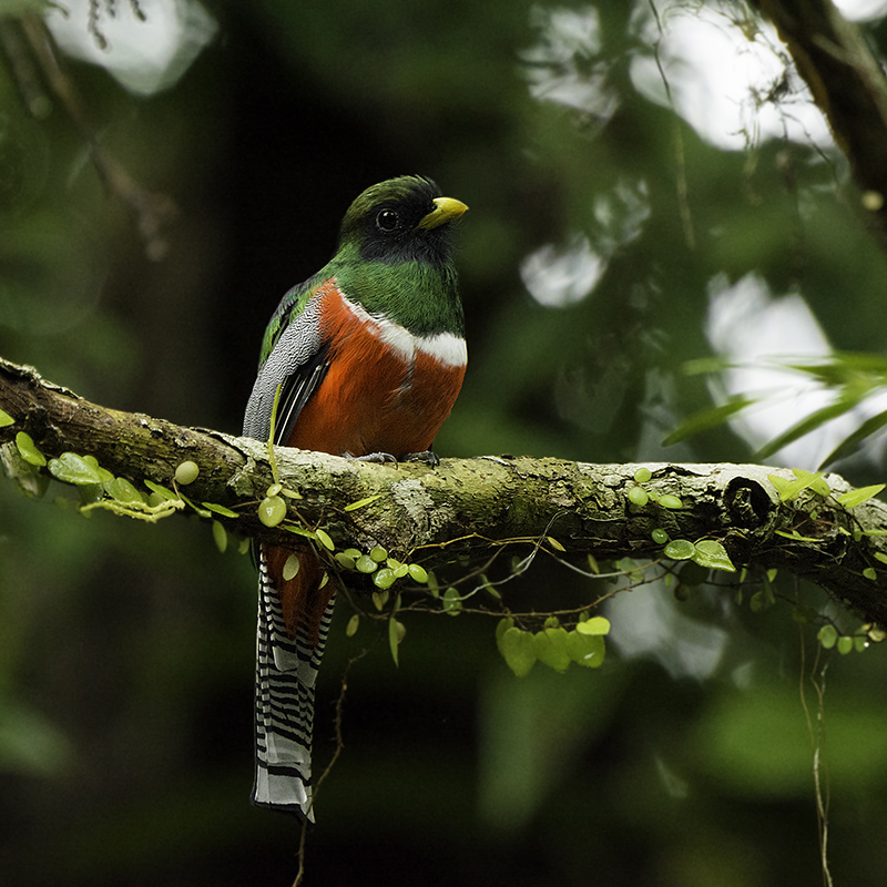 Photo from 10-Day Peruvian Amazon Birdwatching Expedition safari tour